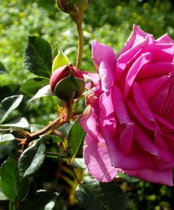 Najlepsze życzenia na Dzień Kobiet. Krótkie oryginalne życzenia