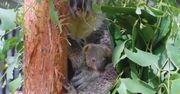 Narodziny pierwszej od roku koali. Sensacja w zoo w Sydney