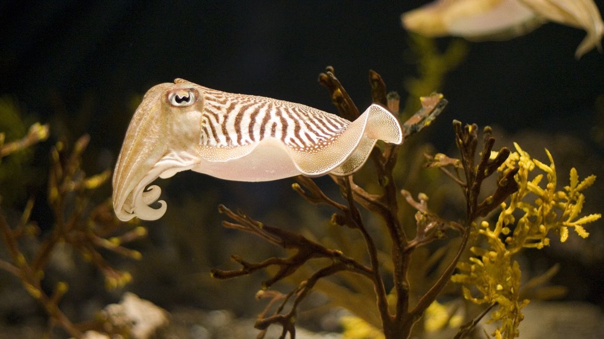 Mątwa ma niezwykle smaczne i delikatne mięso.