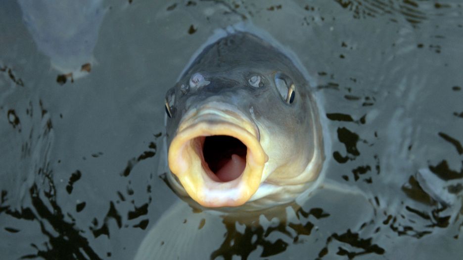 karp/ ilustracja