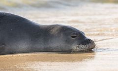 Albania walczy o ocalenie najrzadszej foki świata