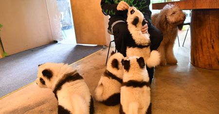 Absurd w chińskim zoo. Psy udają pandy