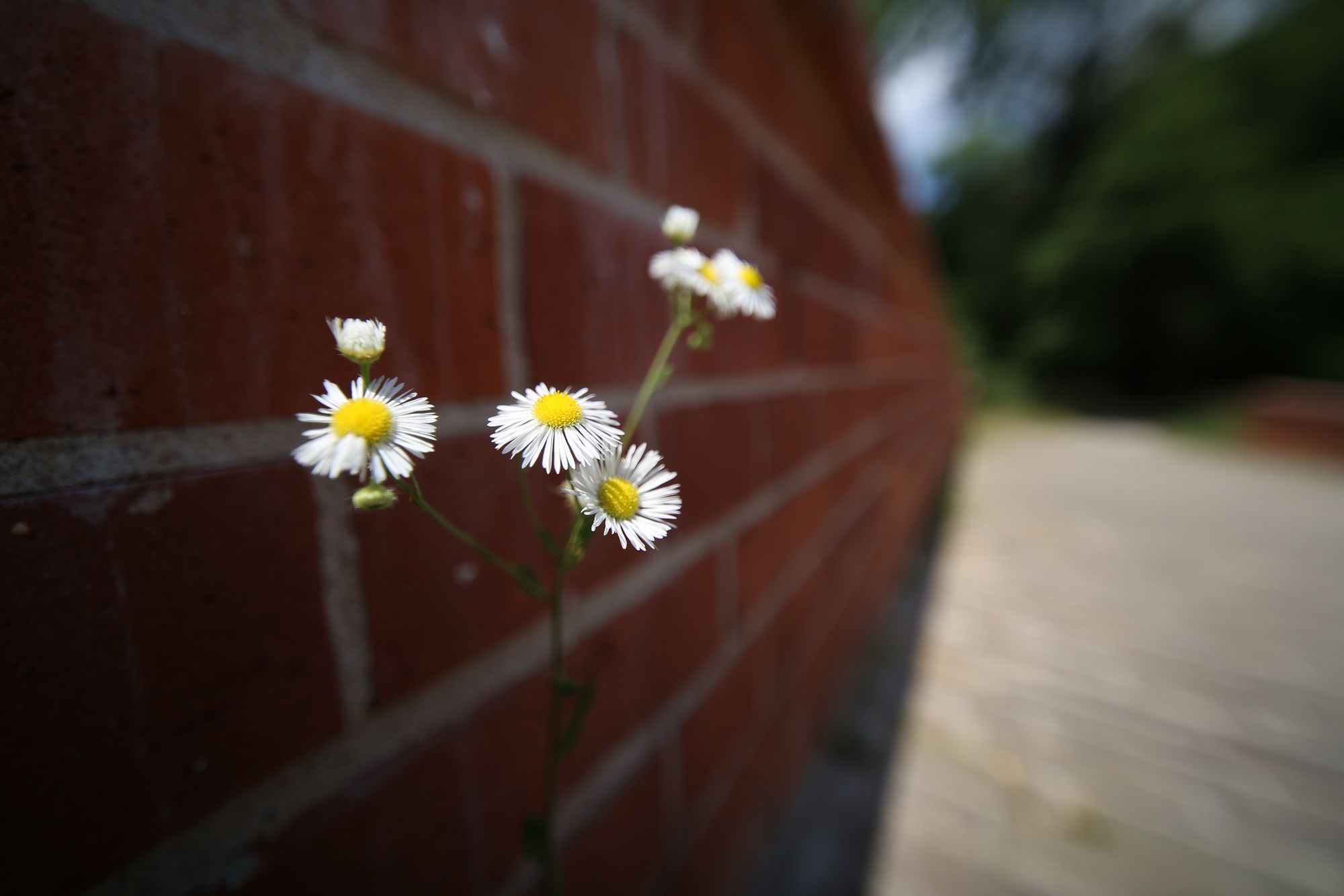 TEST: Venus Laowa 12 mm f/2.8 Zero-D. Najszersze małoobrazkowe ef-dwa-osiem. 33