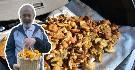 Zdradza, co "zjada" grzyby. Rada od entomologa