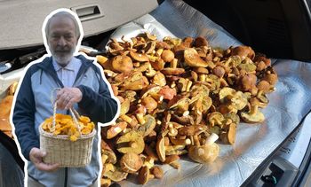 Zdradza, co "zjada" grzyby. Rada od entomologa