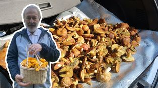Zdradza, co "zjada" grzyby. Rada od entomologa