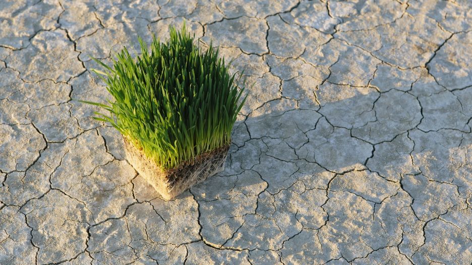 Mint Images RF batch1 2014 August
Black Rock Desert in Nevada. Arid cracked crusty surface of the salt flat playa. Wheatgrass plants with a dense network of roots in shallow soil with bright fresh green leaves and stalks.
Paul Edmondson
