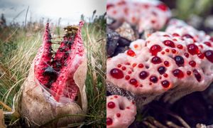 Kosmiczne grzyby w Tatrach. Niezwykle rzadki okaz