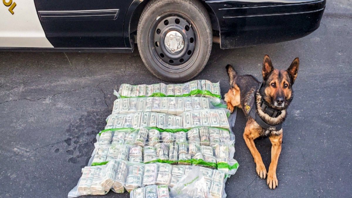 Funkcjonariusz ścigał podejrzanych w towarzystwie policyjnego psa