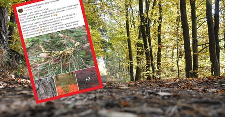 Zakaz wstępu do lasu. Nadleśnictwa wskazują winowajcę. To Borecznik sosnowiec