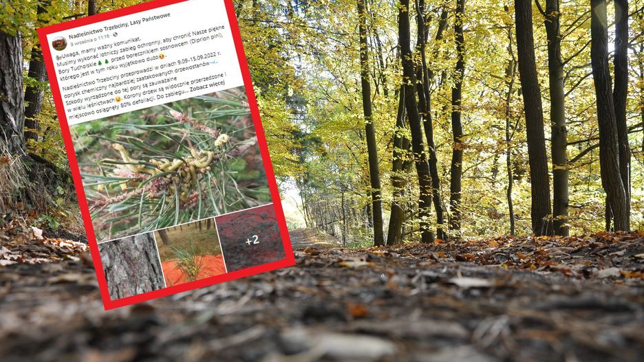 Zakaz wstępu do lasu. Nadleśnictwa wskazują winowajcę