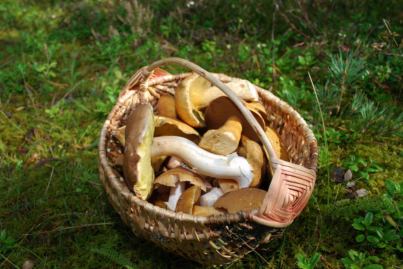 Wybierasz się na grzyby? Spójrz w górę, a wrócisz do domu z pełnym koszem