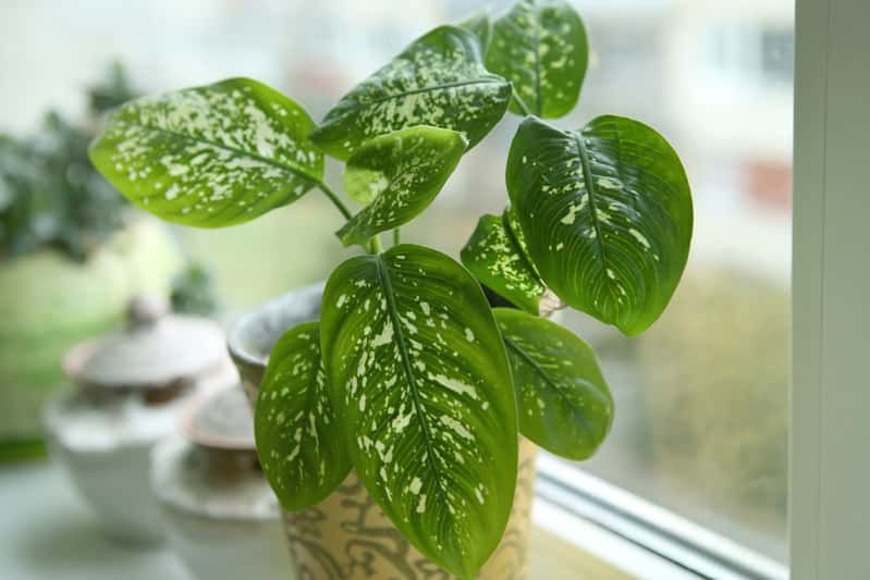 Uważaj przy pielęgnacji. Ten piękny kwiat może podrażnić skórę