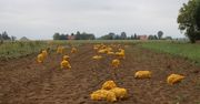 Nowoczesne przechowalnie rozwiązaniem dla nadprodukcji warzyw