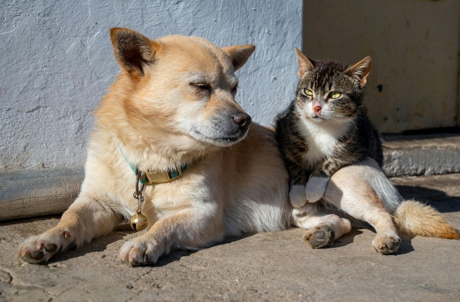 Kaufland i TOZ wspólnie na rzecz zwierząt
