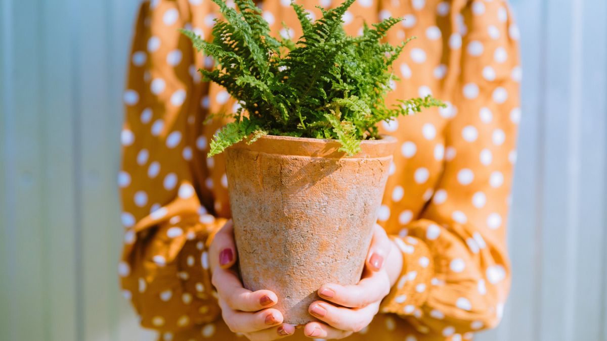 Kobieta trzyma donicę z paprotką