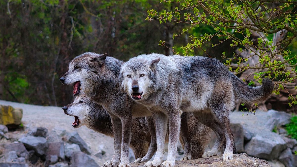 Polowanie na wilki będzie możliwe? Ekspertka zabrała głos