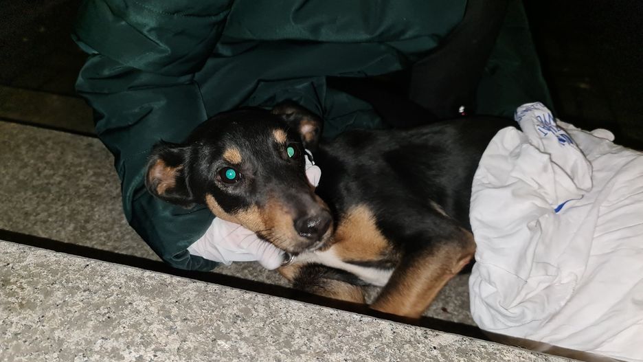 Wrocław. Wyrzucił przez okno psa kolegi. Wylądował w areszcie