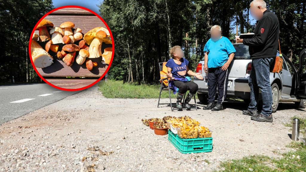 Grzybiarze gremialnie ruszyli do lasów na grzyby