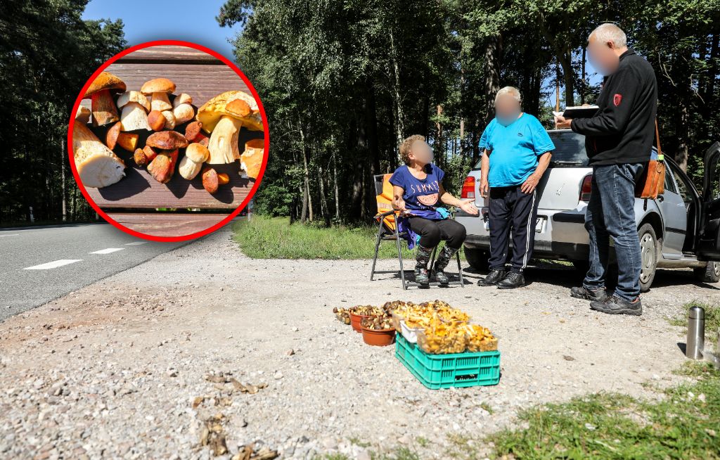 Wynoszą je z lasów całymi wiadrami. Jest reakcja leśników