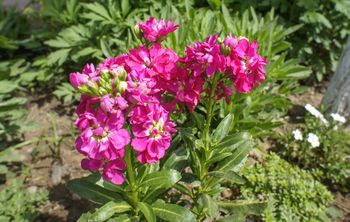 Kiedy siać maciejki? Zbliża się najlepszy termin