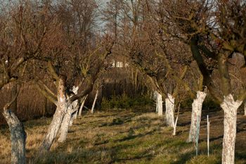 Mróz zniszczył korę? Zrób to, a drzewa szybko się zregenerują