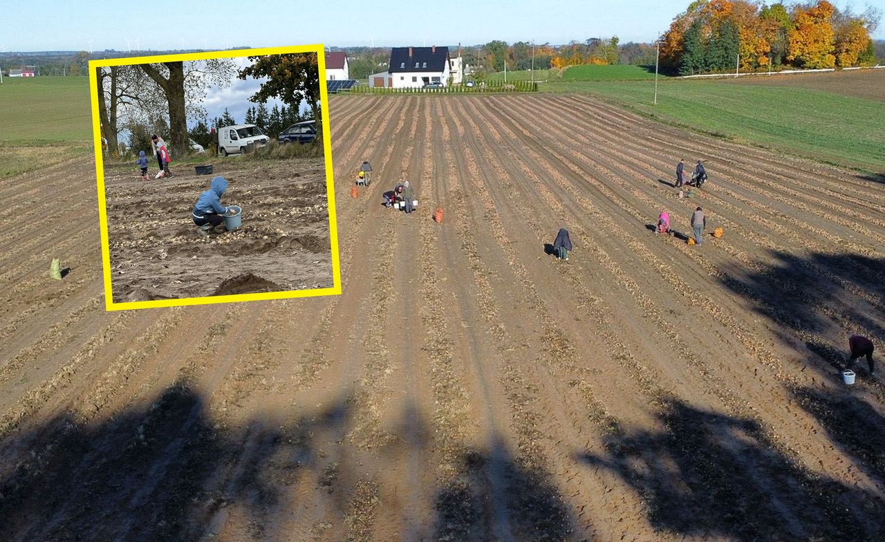 Tylko 1 zł za kilogram. Bracia zapraszają na samozbiory