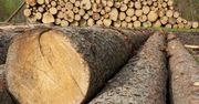 Rozprzedają polskie drewno. Branża grzmi: potrzebny zakaz eksportu