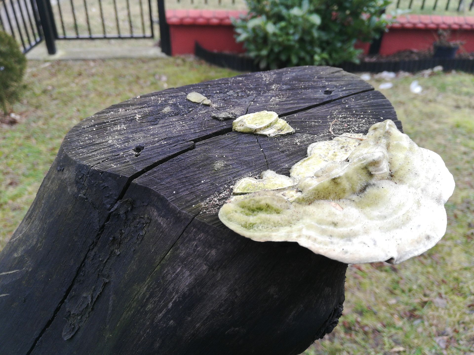 Test smartfonu Honor 7x z ogromnym ekranem za nieduże pieniądze 12