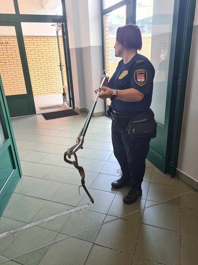 Zaskroniec wystraszył mieszkańców bloku na osiedlu Podolszyce Południe!