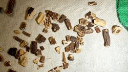 Kozłek lekarski. Faktyczna pomoc czy tylko ziołowa legenda?