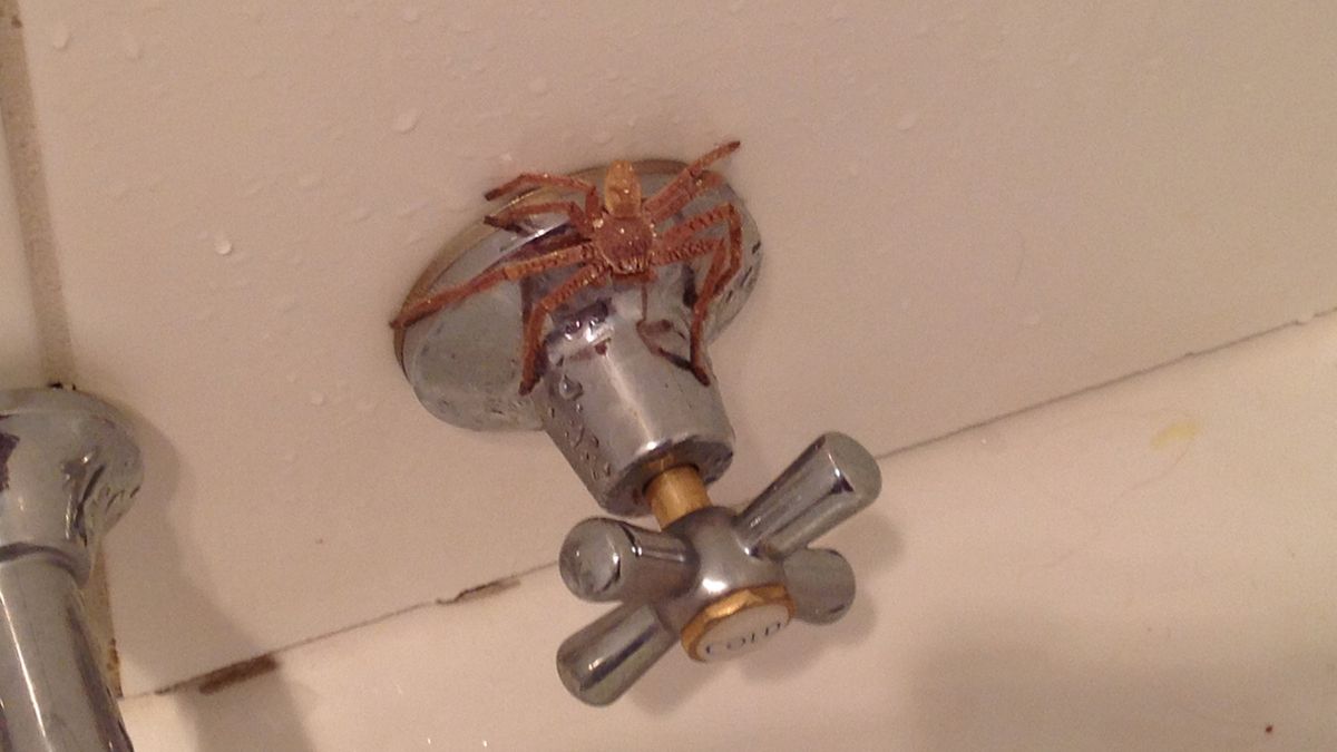 Jak pozbyć się pająków z domu? 1