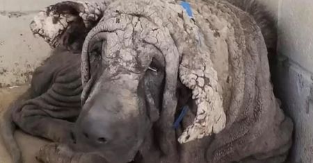 Skóra tego psa była jak kamień. Nowi właściciele dokonali cudu