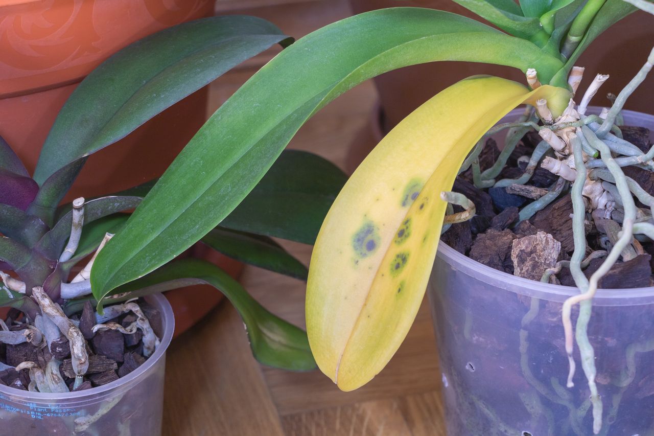 Be careful with this soil if you own orchids