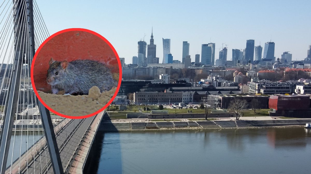 Eksperci zwracają uwagę na problem szczurów w Warszawie.