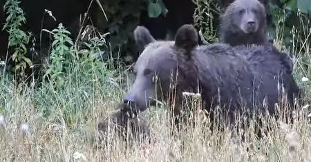 Małe niedźwiedzie buszują w Bieszczadach. Nagranie jest hitem sieci
