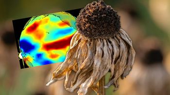 Super El Nino uderza w gospodarkę. Tak podrożeje żywność