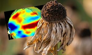 Super El Nino uderza w gospodarkę. Tak podrożeje żywność