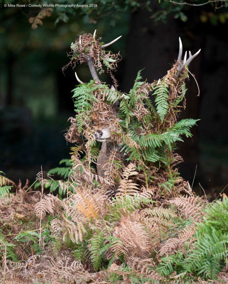 Najśmieszniejsze zwierzęta w konkursie Comedy Wildlife Photography Awards 2019 6