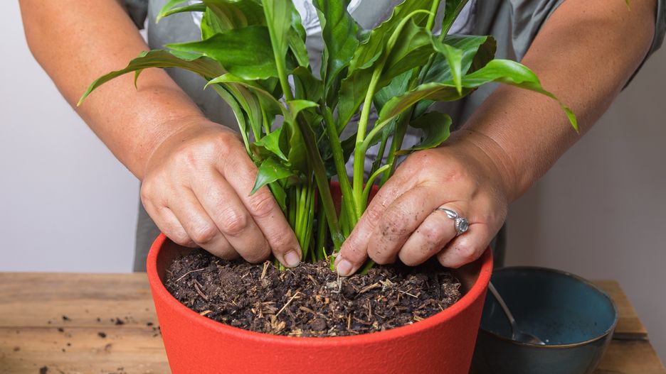A woman transplants a spathiphyllum flower into a square flower pot.A woman transplants a spathiphyllum flower into a square flower pot. Floriculture, close-up.Yuriy_Pozdnikovflower;, pot;, plant;, hobby;, gardening;, transplanting;, hand;, clothesline;, nature;, indoor;, green;, flowerpot;, houseplant;, woman;, dirt;, leaf;, table;, growth;, decor;, growing;, person;, botanical;, soil;, cultivate;, female;, floral;, earth;, room;, ecology;, root;, horticulture;, beauty;, leisure;, blooming;, summer;, relocation;, close-up;, digging;, shovel;, flora;, succulent;, planting, flowers;, petal;, germination;, sprout;, drainage;, floriculture;, ficus;, support