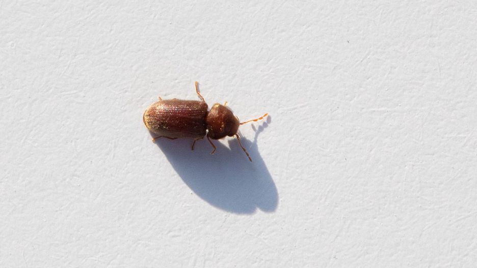 Jak się pozbyć pluskiew? Skorzystaj ze sprawdzonych porad.