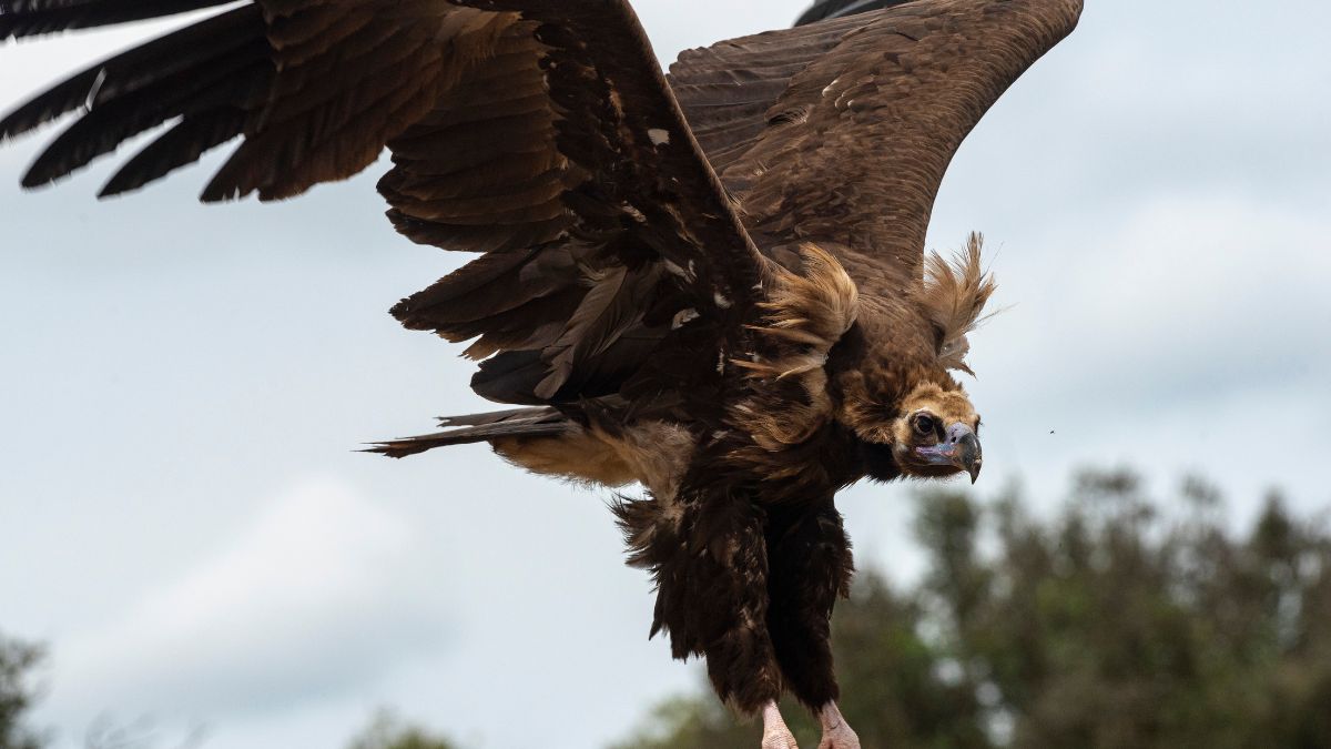 Sęp kasztanowaty nad Warszawą.