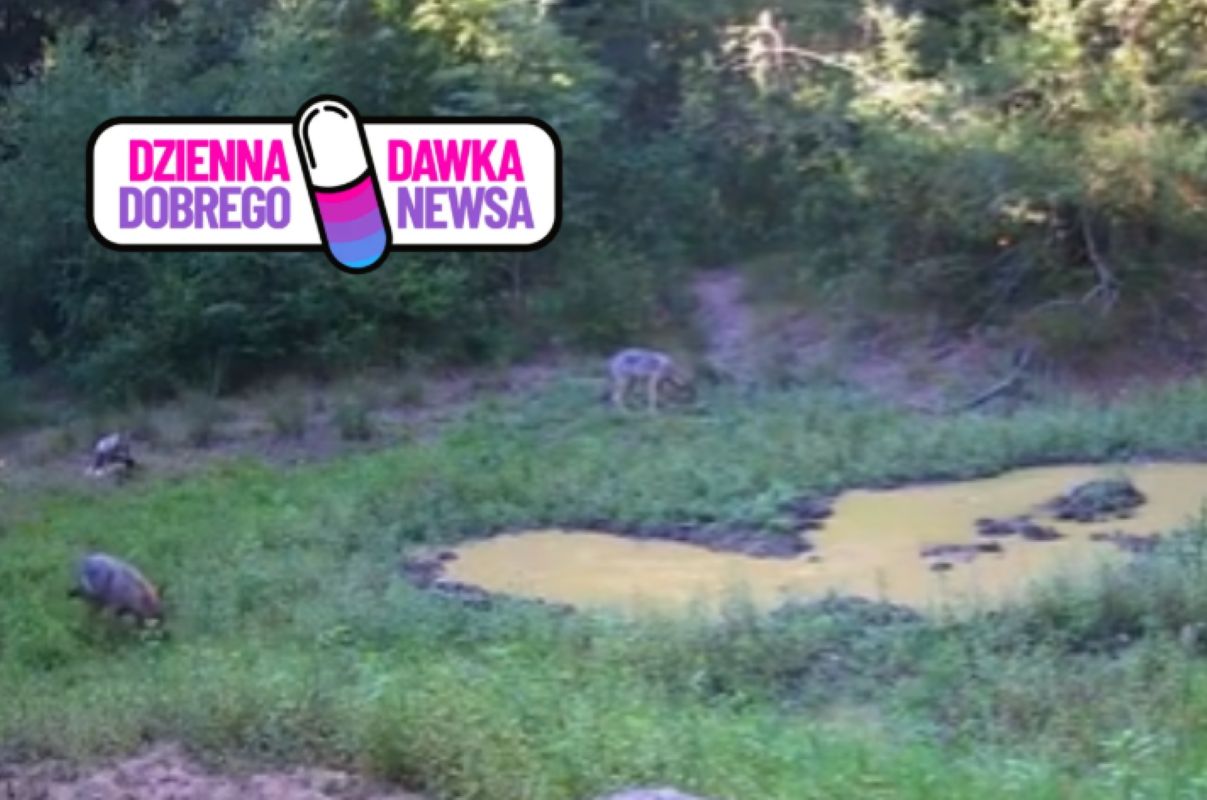 Wilcza "szkoła" ruszyła. Leśnicy pokazali nagranie