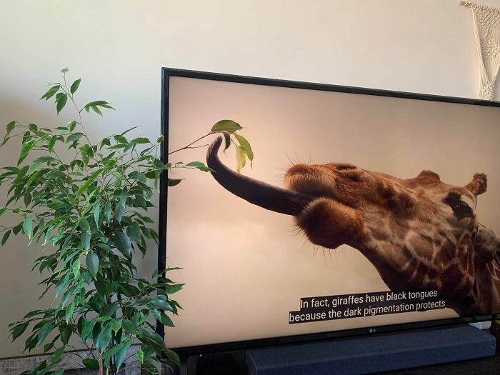Programy przyrodnicze są coraz bardziej rzeczywiste.