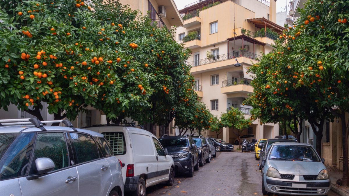 Drzewa pomarańczowe w Grecji