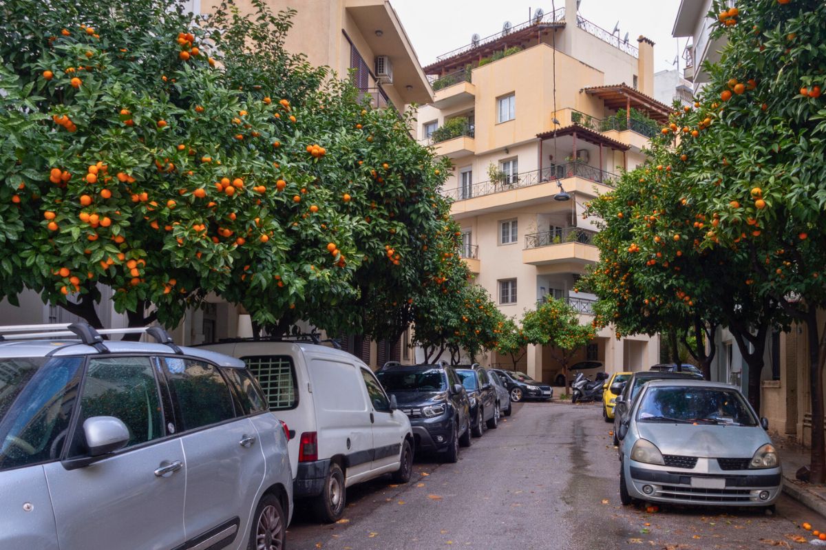 Sadzą przy drogach gorzkie pomarańcze. Celowo? Powód wymierzony w turystów