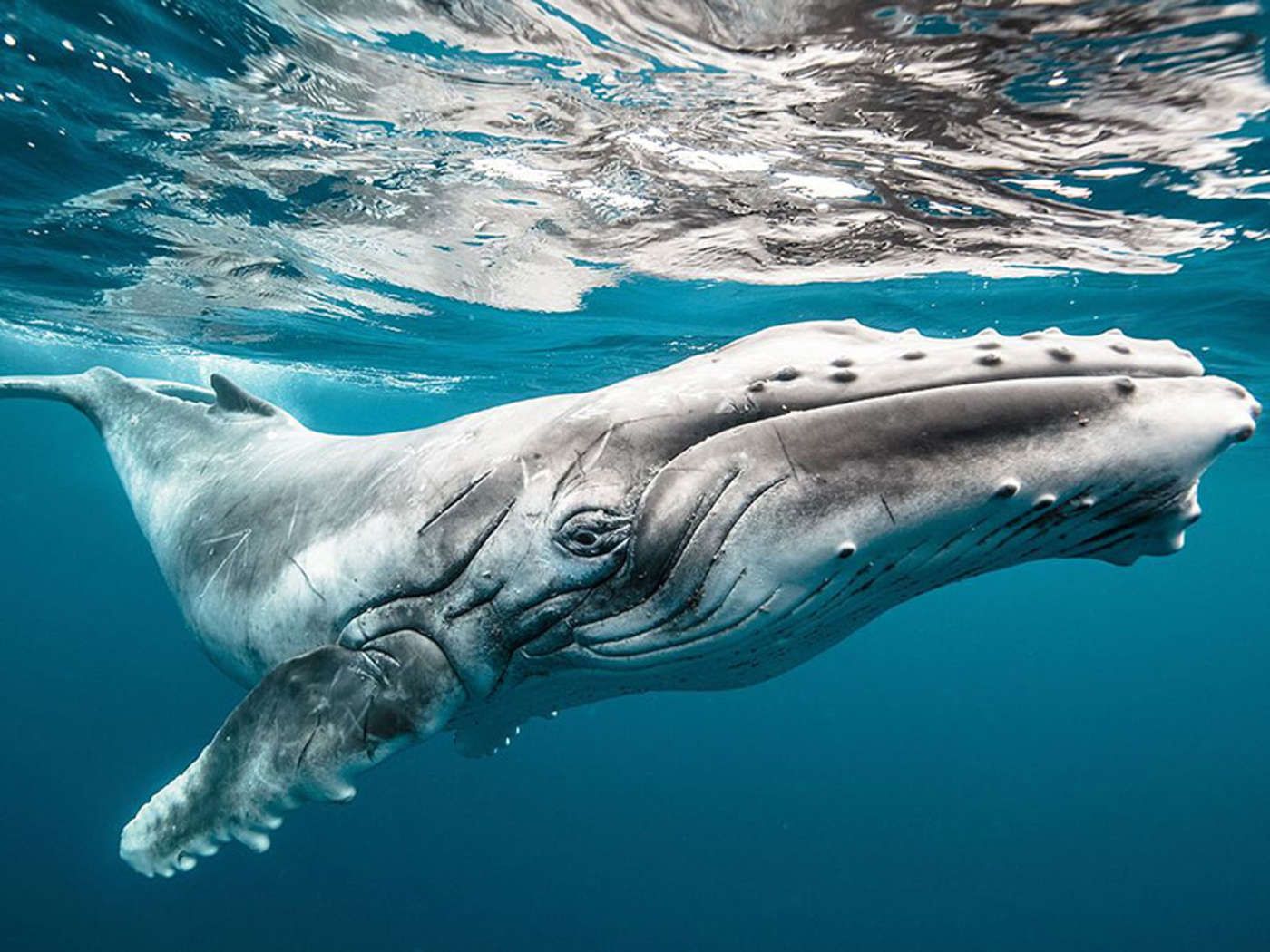 Zobacz najpopularniejsze zdjęcia National Geographic 2015 roku 13