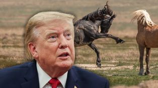 Mustangi idą na rzeź? Administracja Trumpa wykorzystuje luki w prawie