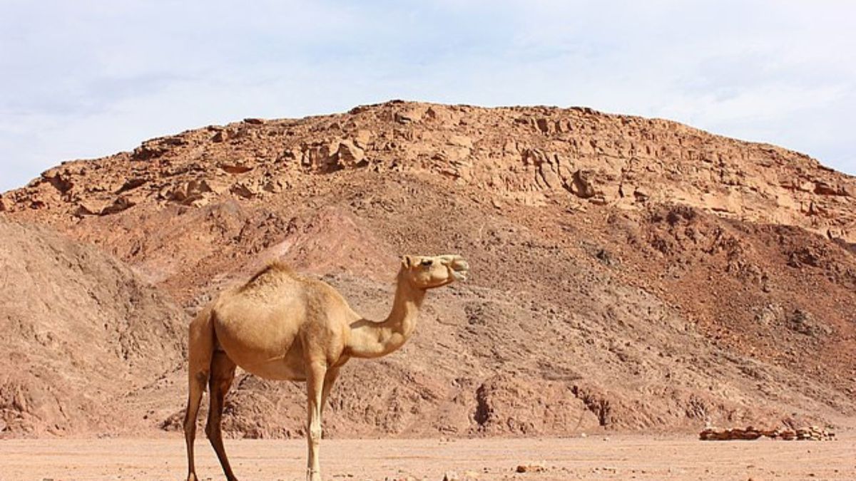 Polska firma wspiera rozwój zielonej energii w Egipcie