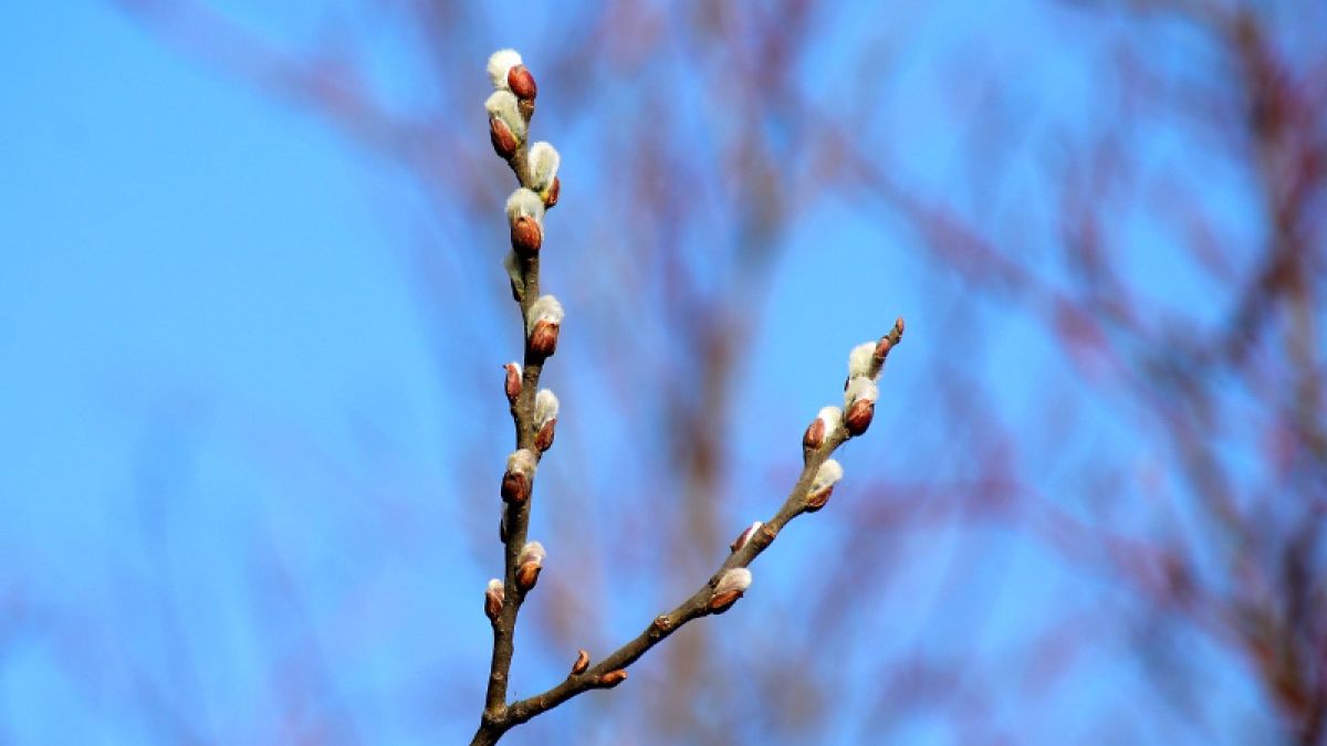 Leśnicy zaskoczeni wysoką temperaturą